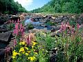 Nature (55)